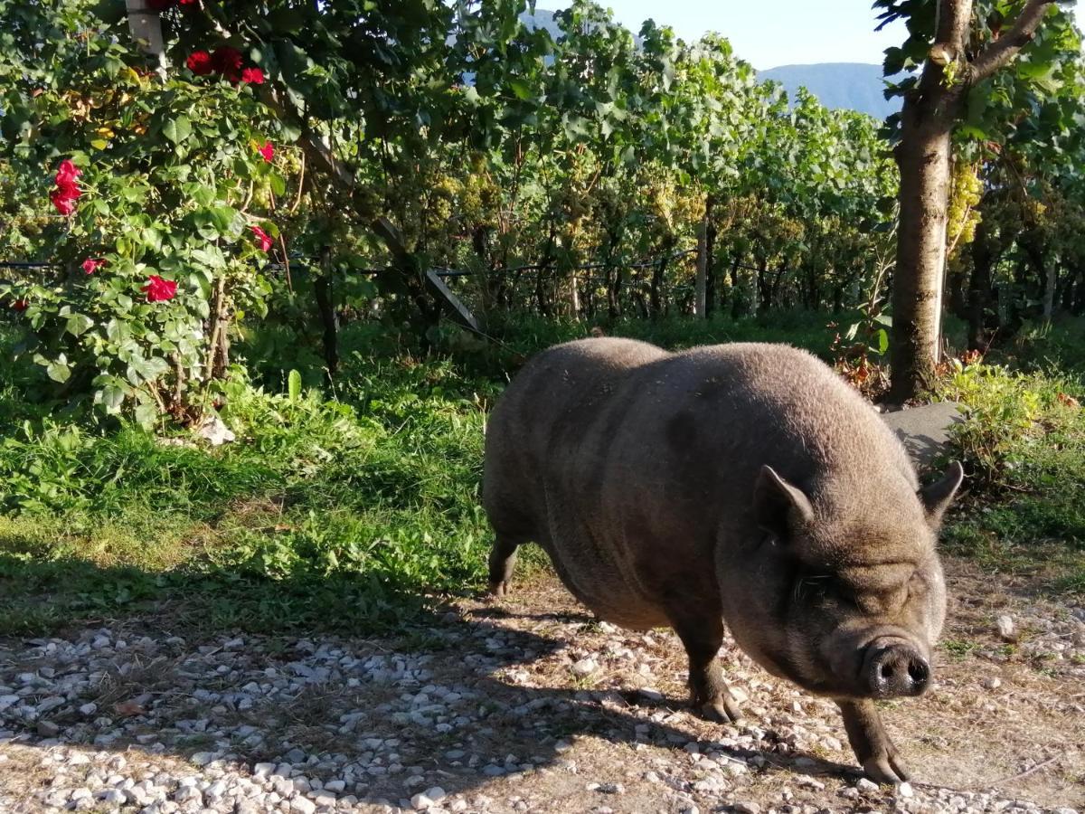 Kerschbamerhof Im Sueden Suedtirols Cortaccia Luaran gambar